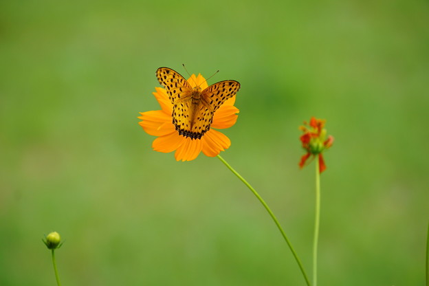 Photos: 花になる蝶