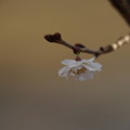 Photos: 冬咲くさくら