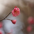Photos: 早春の紅梅
