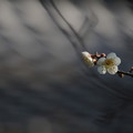 Photos: 春は梅から