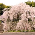 舞鶴市瑠璃寺の枝垂れ桜（１）