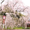 舞鶴市瑠璃寺の枝垂れ桜（２）