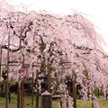舞鶴市瑠璃寺の枝垂れ桜（３）