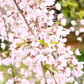 舞鶴市瑠璃寺の枝垂れ桜（５）