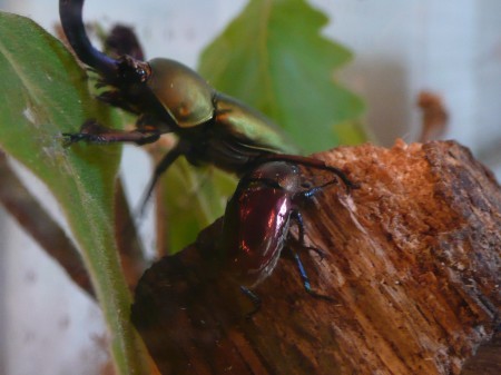 世界の甲虫展：パプアキンイロクワガタ8