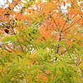 Photos: カイノキの紅葉