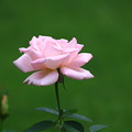 旧古河庭園のバラ 190928 01