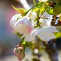 Photos: 八重の桜
