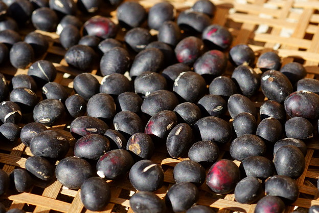 黒豆収穫