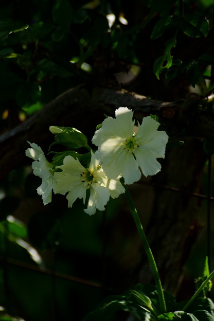 松本センノウ白花
