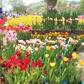 チューリップ祭りの花屋さん＠世羅高原