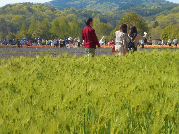 Photos: 初夏の爽やかな高原の ﾑｽｶﾘ畑、麦畑を散歩する＠世羅高原農場