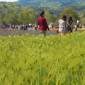 初夏の爽やかな高原の ﾑｽｶﾘ畑、麦畑を散歩する＠世羅高原農場