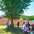 Photos: 五月晴れのﾁｭｰﾘｯﾌﾟ祭＠GWの世羅高原