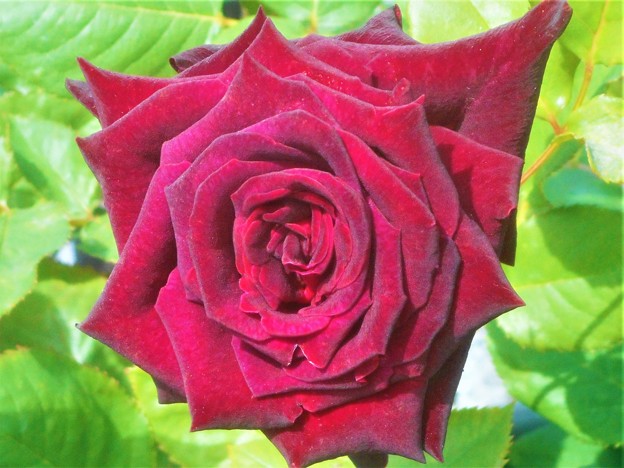 くすんだ紅い薔薇 ”ﾙｲ14世”＠緑町会場＠福山ばら祭