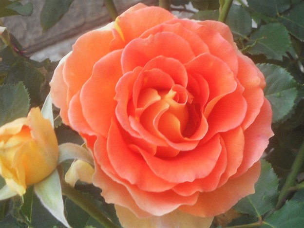 おしゃれな薔薇 ”カフェ”＠緑町公園＠福山ばら祭