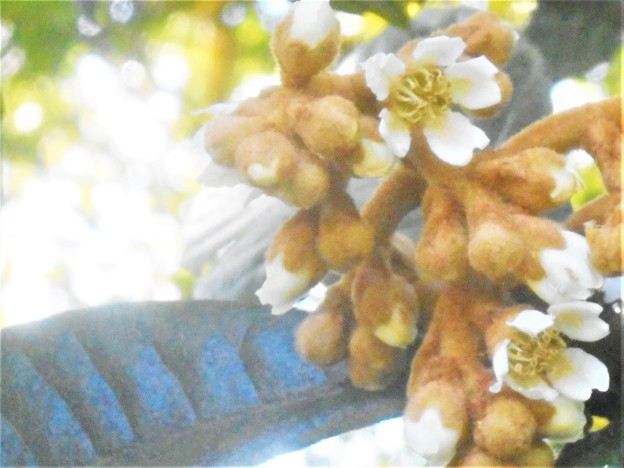 枇杷（ﾋﾞﾜ）の花＠瑠璃山