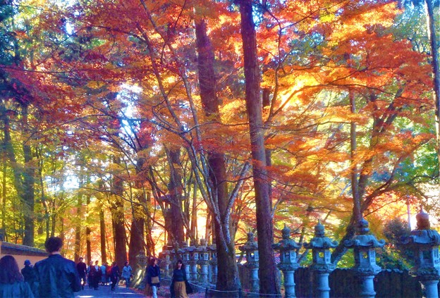 杉木立の参道を行く＠佛通寺の燃える秋