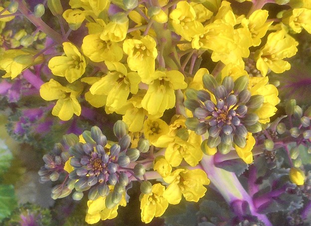 黄ら黄らと初夏に咲く葉ボタンの花