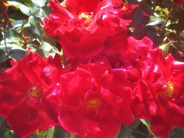 赤い薔薇 ”ﾁｬｰﾙｽﾄﾝ”＠緑町公園
