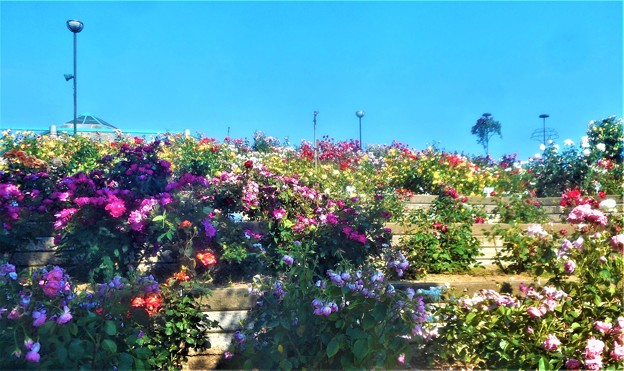 初夏のﾛｰｽﾞﾋﾙの薔薇＠緑町公園