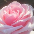 Photos: 初夏の薔薇 ”ｵｰﾄﾞﾘｰ ﾍｯﾌﾟﾊﾞｰﾝ”＠ばら公園