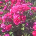 Photos: 五月の平咲きの薔薇 ”ﾊﾟｰﾏﾈﾝﾄ ｳｪｰﾌﾞ”＠ﾌﾛﾘﾊﾞﾝﾀﾞ系＠緑町公園