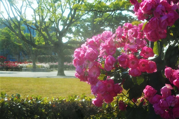 蔓薔薇 ”ｱﾝｼﾞｪﾗ”の咲く＠福山・ばら公園