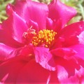 Photos: 情熱的な ﾂﾒｷﾘｿｳの花＠ｶﾞｰﾃﾞﾆﾝｸﾞ