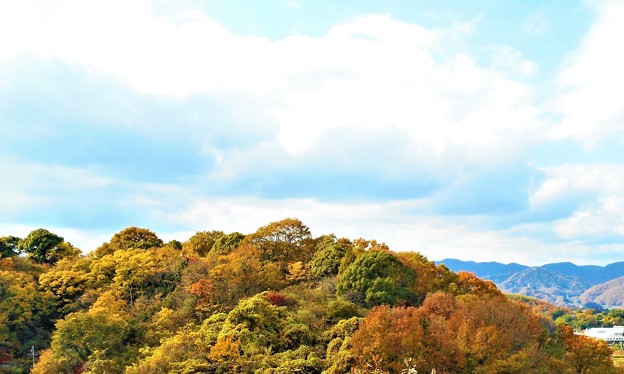 Photos: 晩秋の瑠璃山の山頂風景
