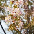 Photos: 冬に咲く 四季桜＠黒崎の川土手