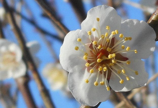瑞々しい梅の花＠瀬戸の白梅