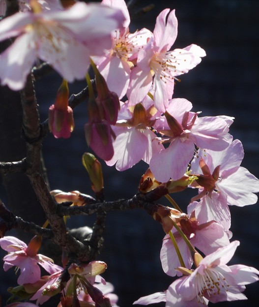 ﾋﾟﾝｸに輝く 桜花2020.2.27