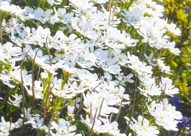四月に咲く白い花 ”ｲﾍﾞﾘｽ”