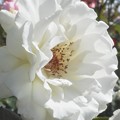 Photos: ﾛｰｽﾞﾋﾙの白い薔薇 ”ｾｸｼｰ ﾚｷｼｰ”