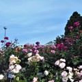 Photos: ﾛｰｽﾞﾋﾙの多種多彩な薔薇たち＠緑町公園