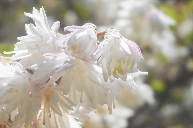 雪のように白い花 ﾏﾙﾊﾞｳﾂｷﾞ＠五月の瑠璃山