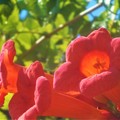 Photos: 秋の ﾉｳｾﾞﾝｶｽﾞﾗ の赤い花