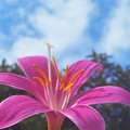 Photos: 青い空に ｾﾞﾌｨﾗﾝｻｽ の花