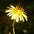 Photos: 黄色い野の花＠ﾀﾝﾎﾟﾎﾟ系