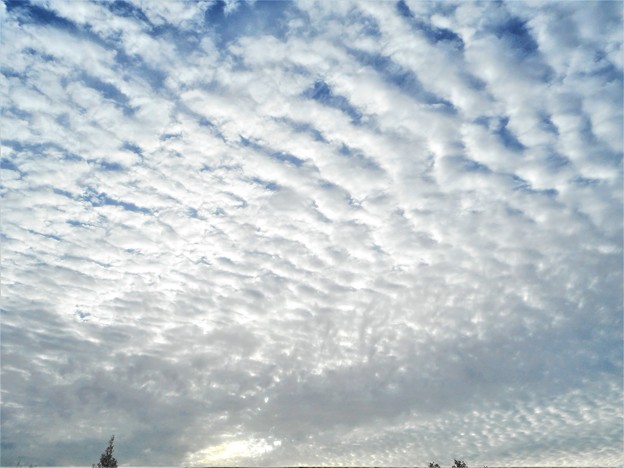 今朝の秋雲＠瀬戸内海の ｳﾛｺ雲＠巻積雲・鰯雲・鯖雲