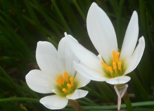秋の白い花＠タマスダレ