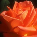 Photos: 野に咲く薔薇