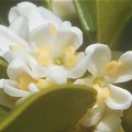 甘い香りの銀木犀（ｷﾞﾝﾓｸｾｲ）の花