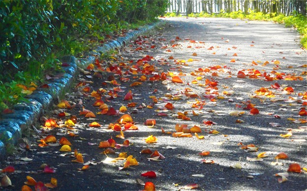 落ち葉の散歩道＠文化の日