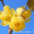 Photos: 大晦日の甘い香りの素心蝋梅（ｿｼﾝﾛｳﾊﾞｲ）＠瑠璃山