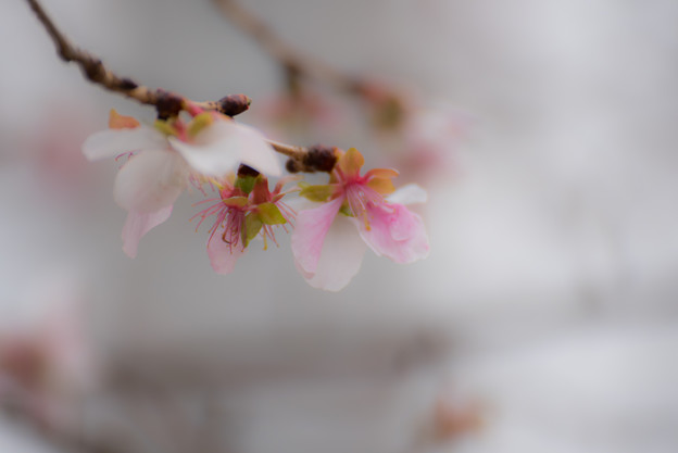 冬の桜-1