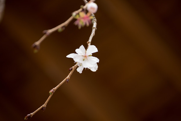冬の桜-2