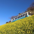 Photos: 菜の花と列車
