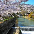桜の下を流れる小川